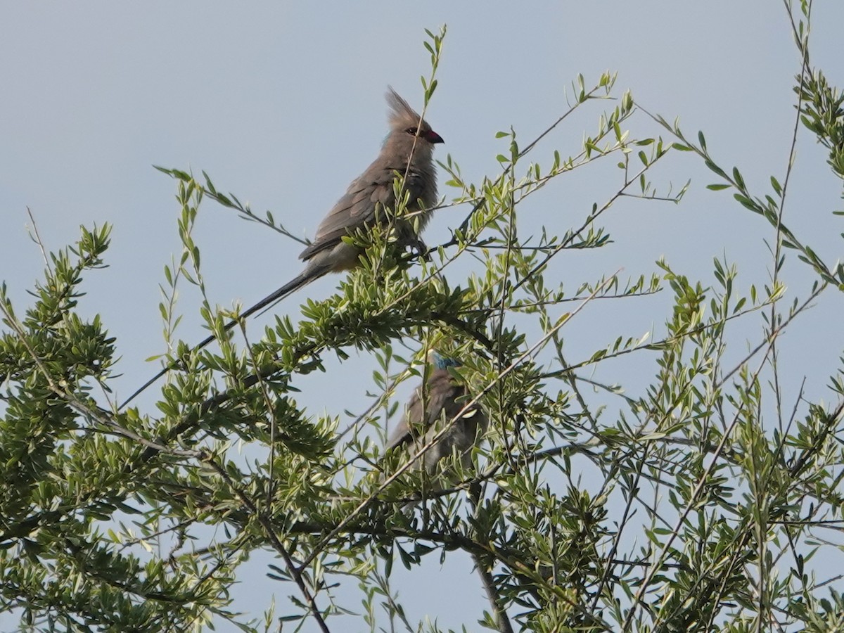 Blue-naped Mousebird - ML623969674