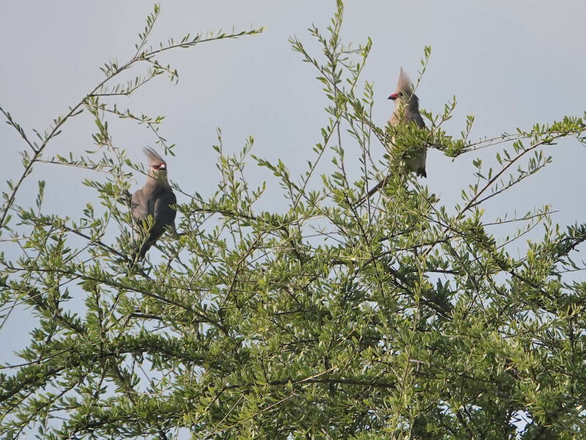 Blue-naped Mousebird - ML623969675