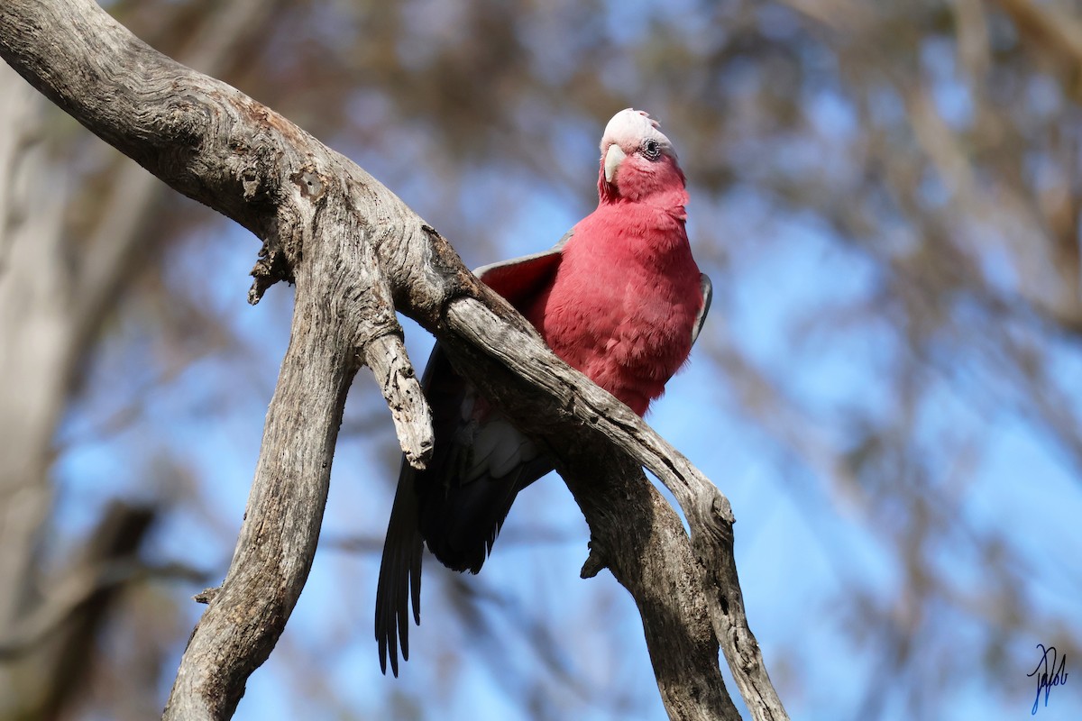 Galah - ML623969724