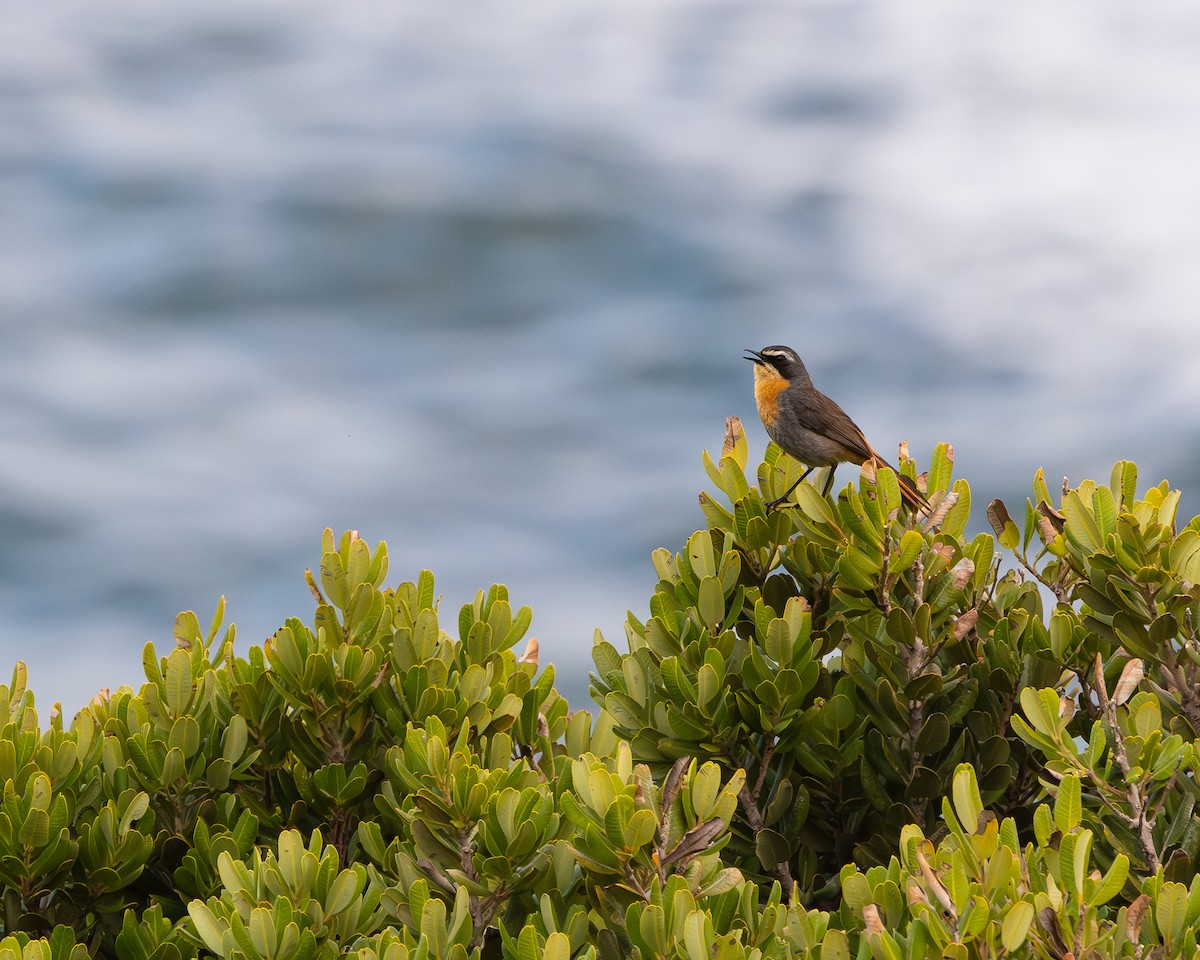 Cape Robin-Chat - ML623969740