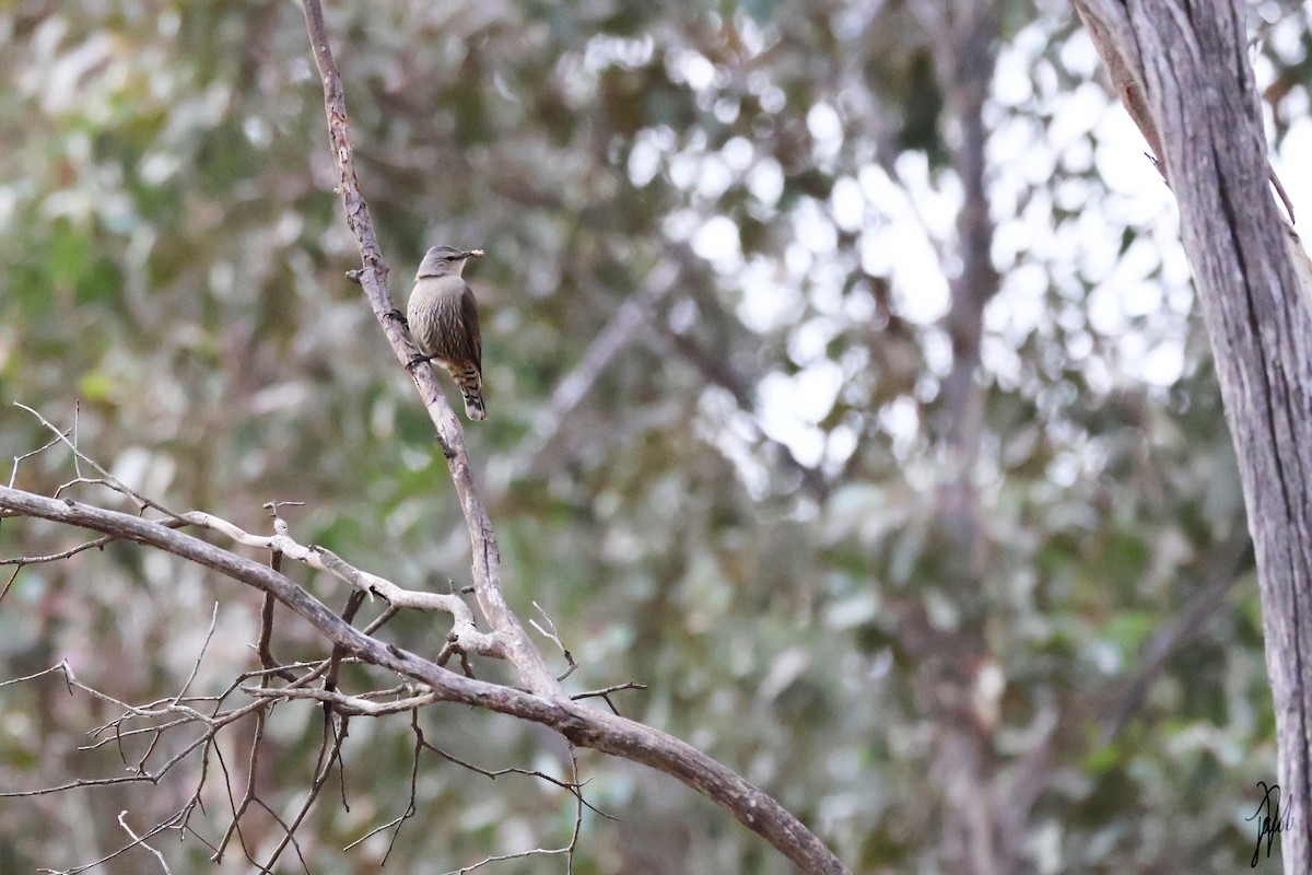 Brown Treecreeper - ML623969741