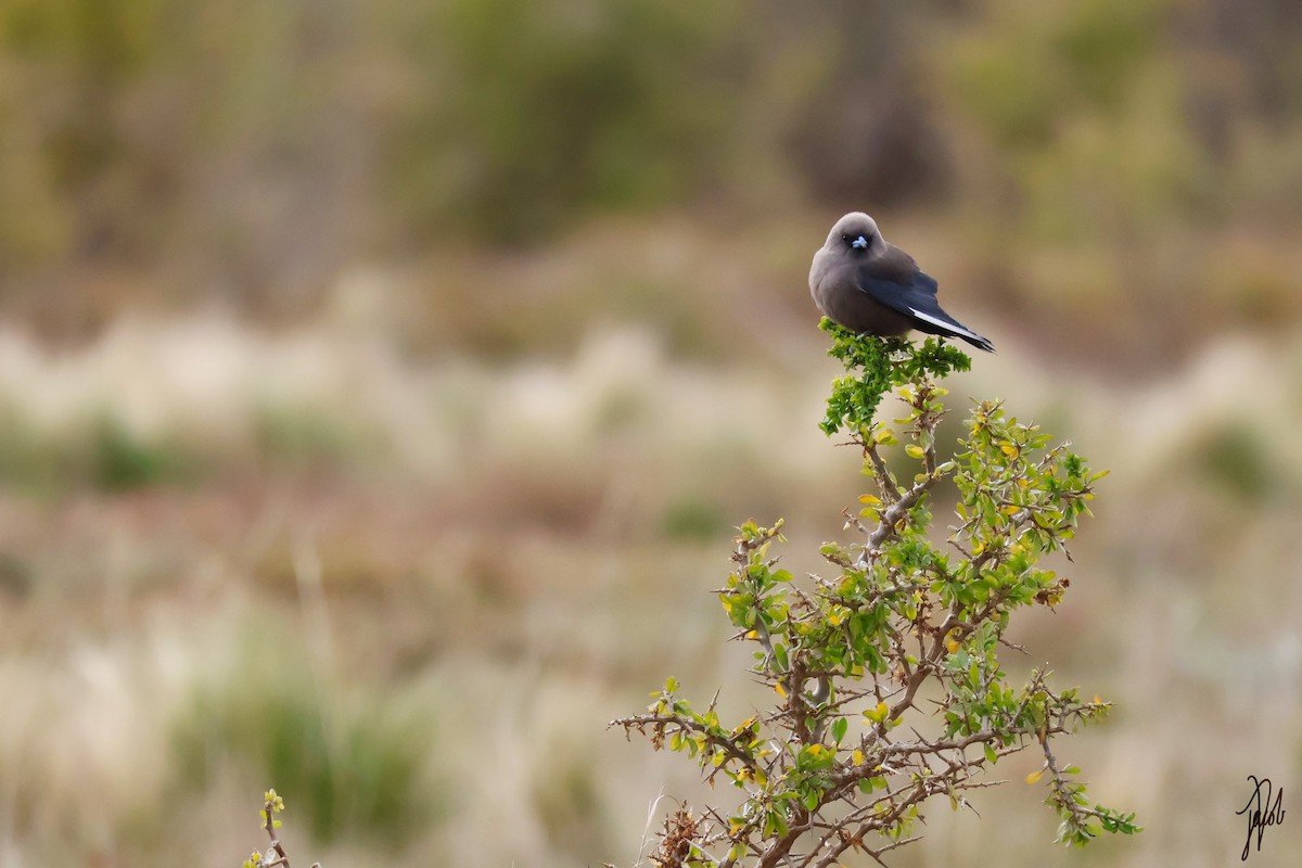 Dusky Woodswallow - ML623969750