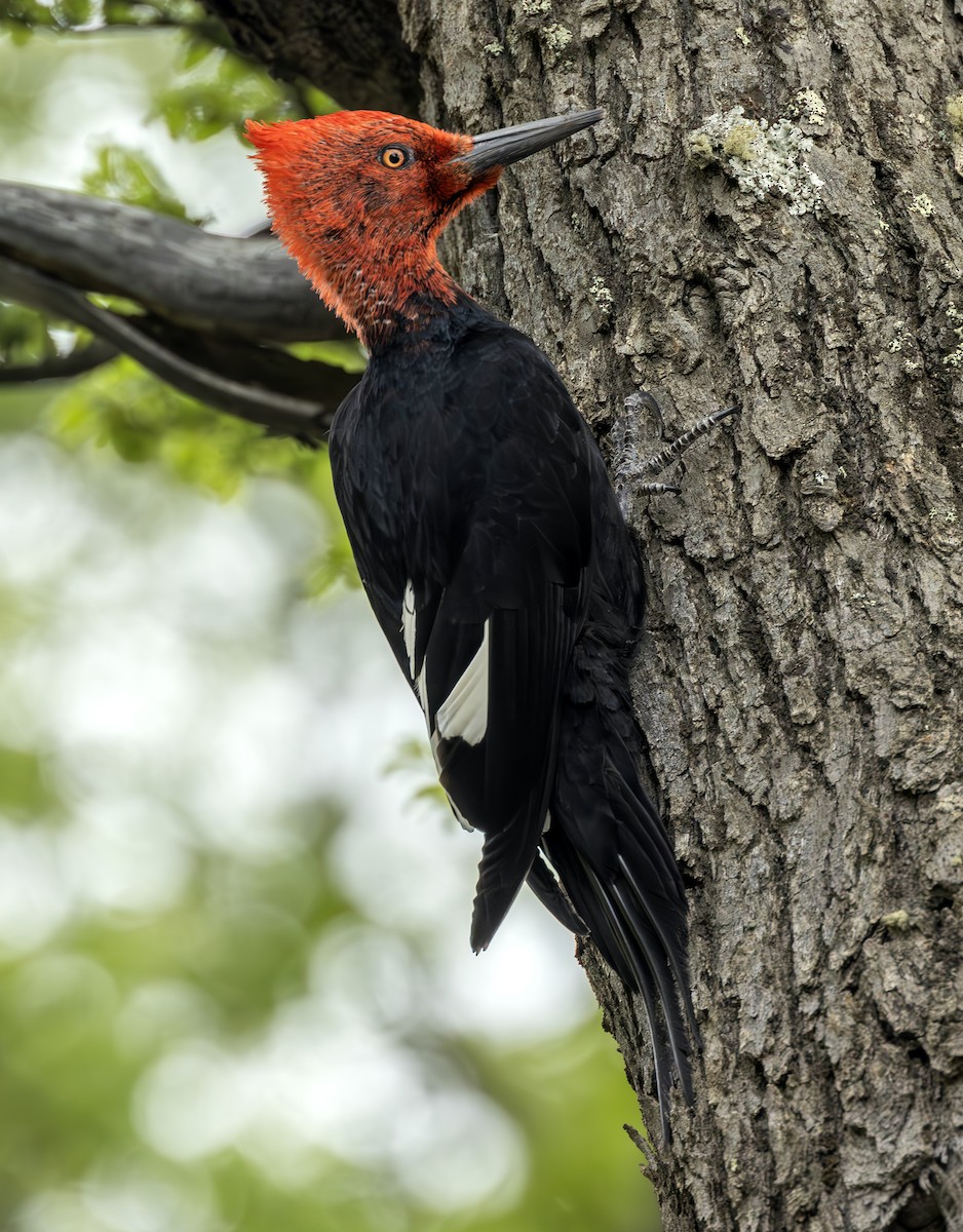 Magellanic Woodpecker - Peter Kondrashov