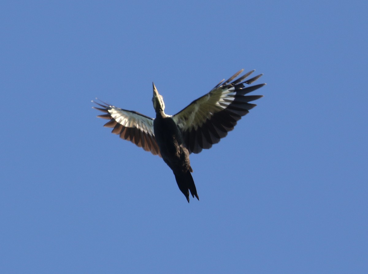 Pileated Woodpecker - ML623969797