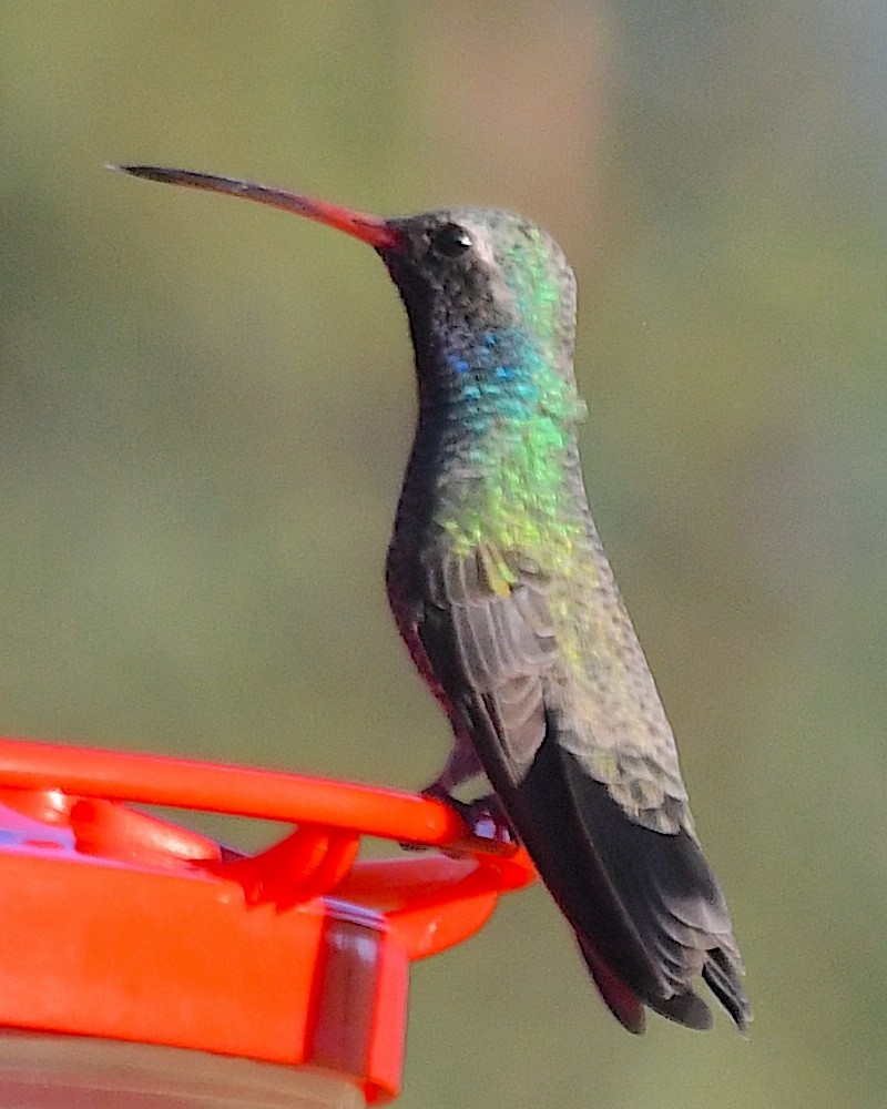 Geniş Gagalı Kolibri - ML623969827