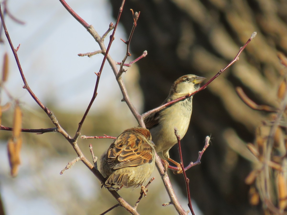 House Sparrow - ML623969829