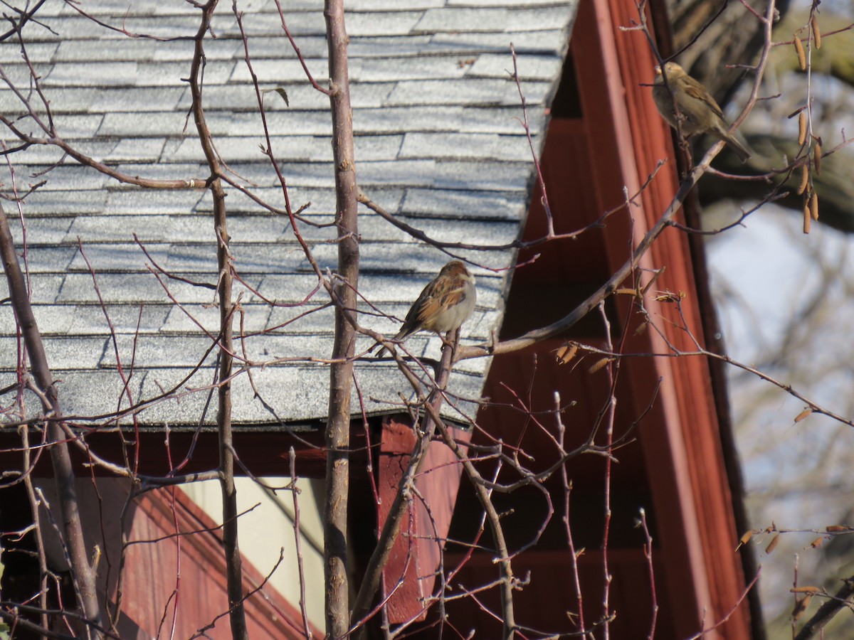 House Sparrow - ML623969830