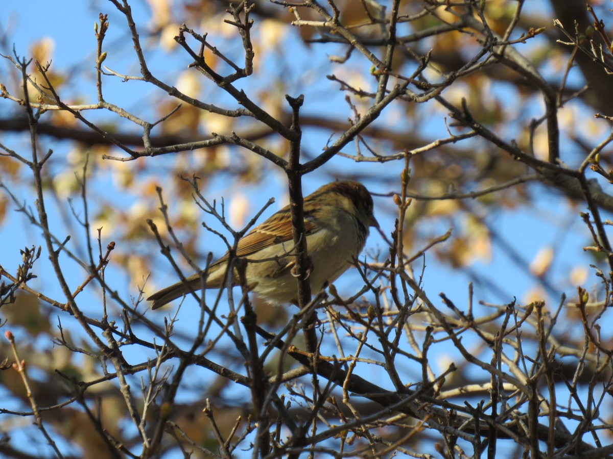 House Sparrow - ML623969831