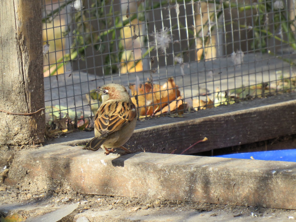 House Sparrow - ML623969834