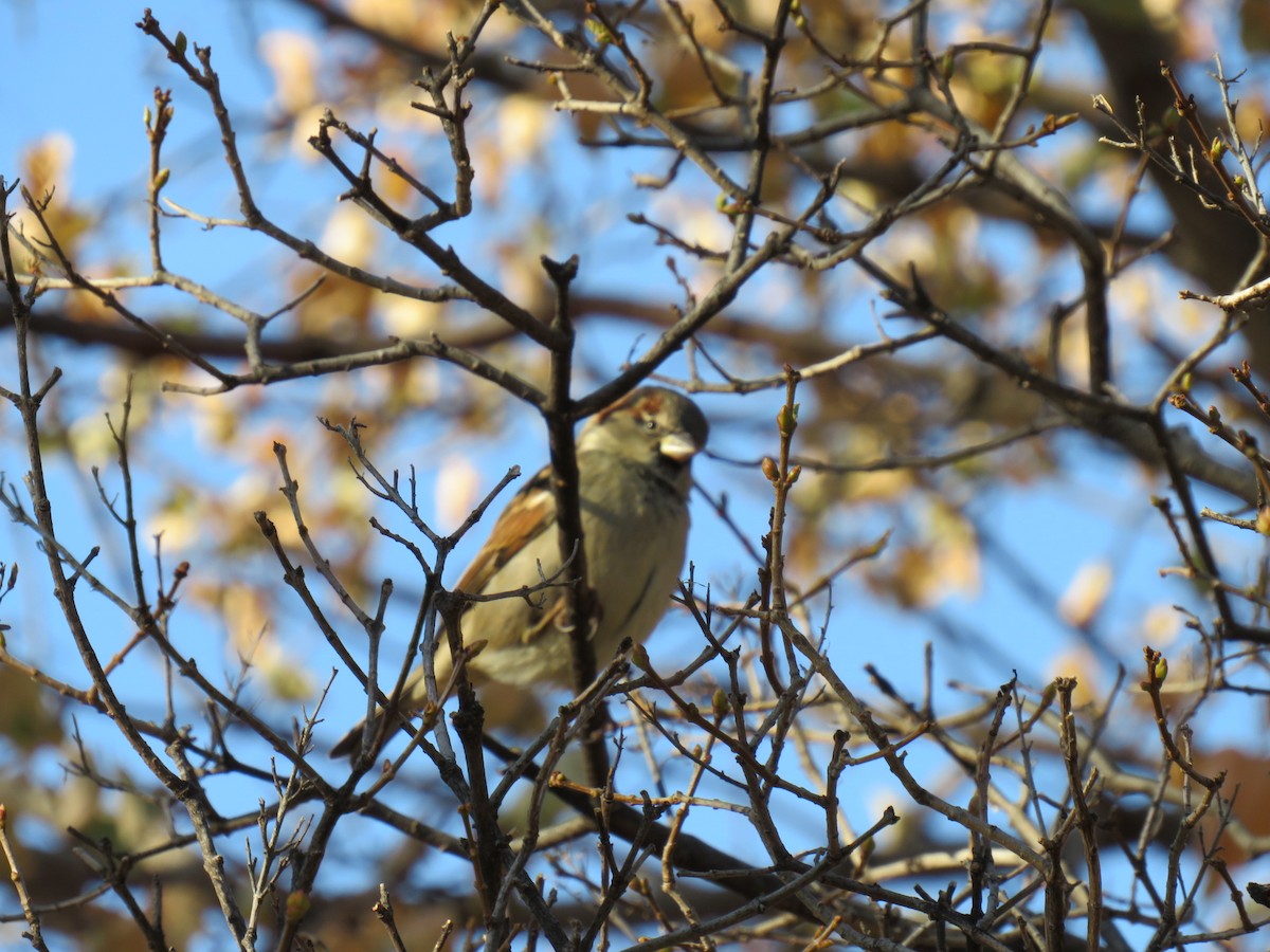 Moineau domestique - ML623969835