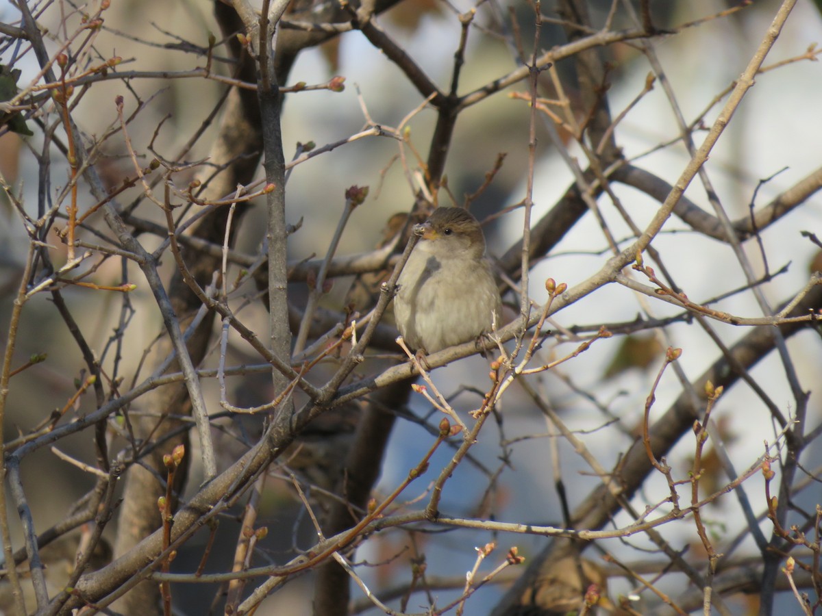 House Sparrow - ML623969836