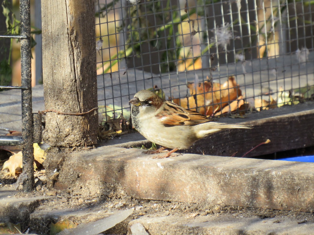 Moineau domestique - ML623969838