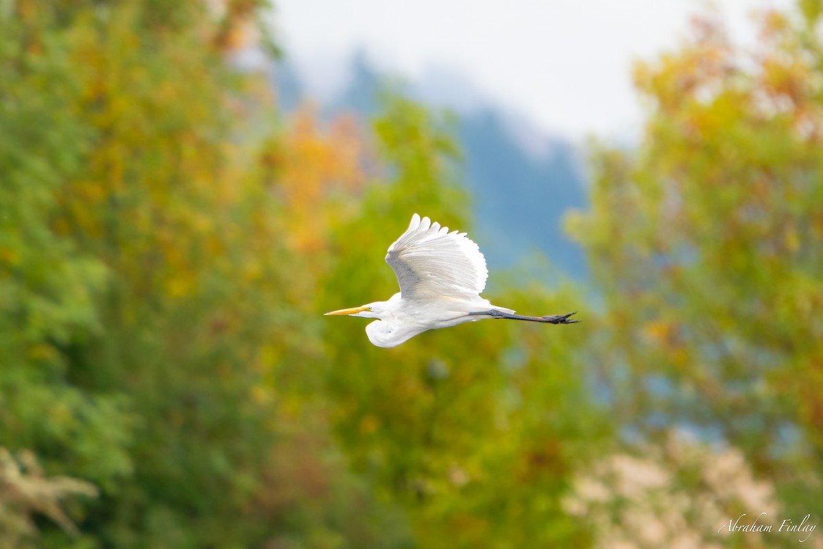 Great Egret - Abraham Finlay