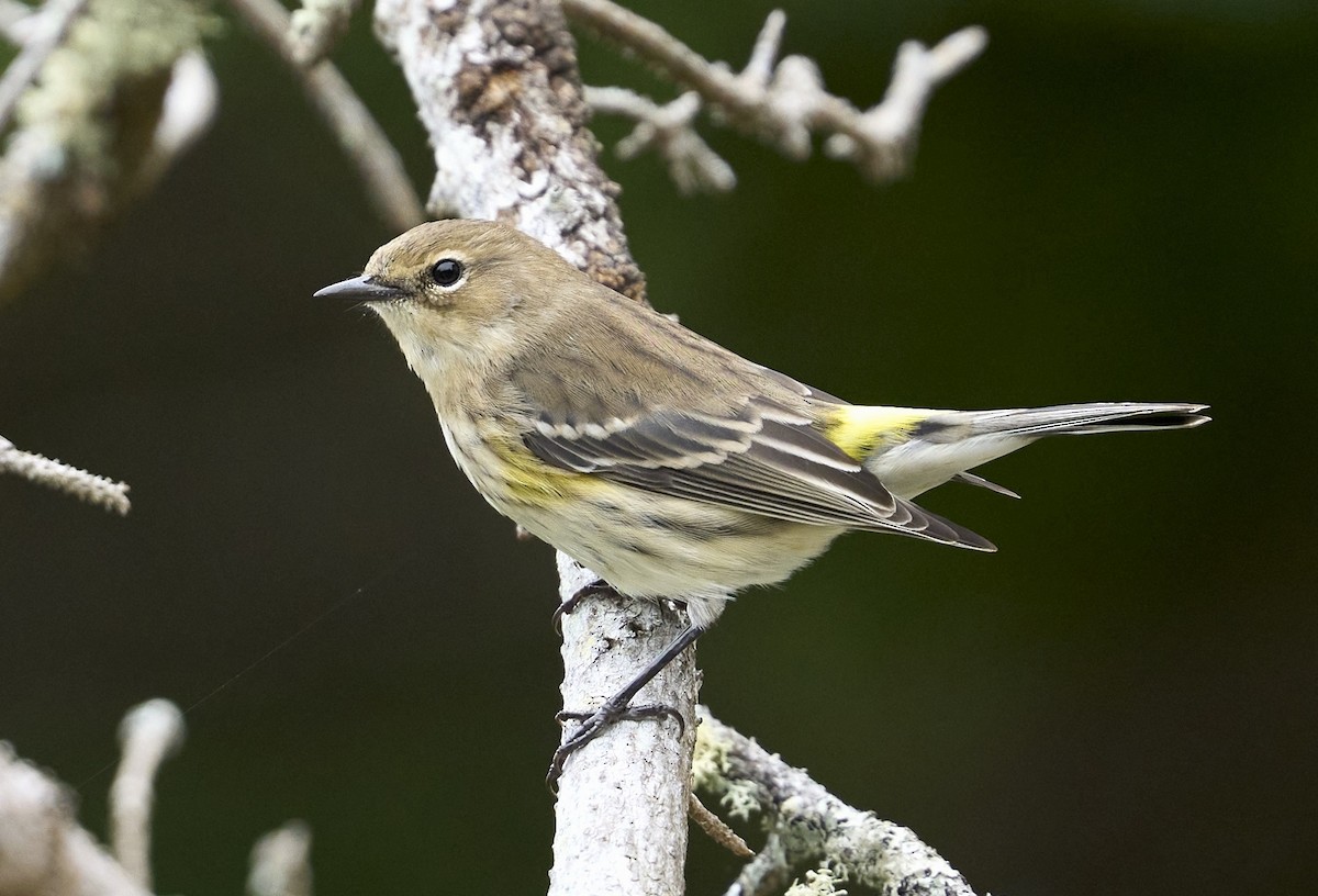 Yellow-rumped Warbler (Myrtle) - ML623969845