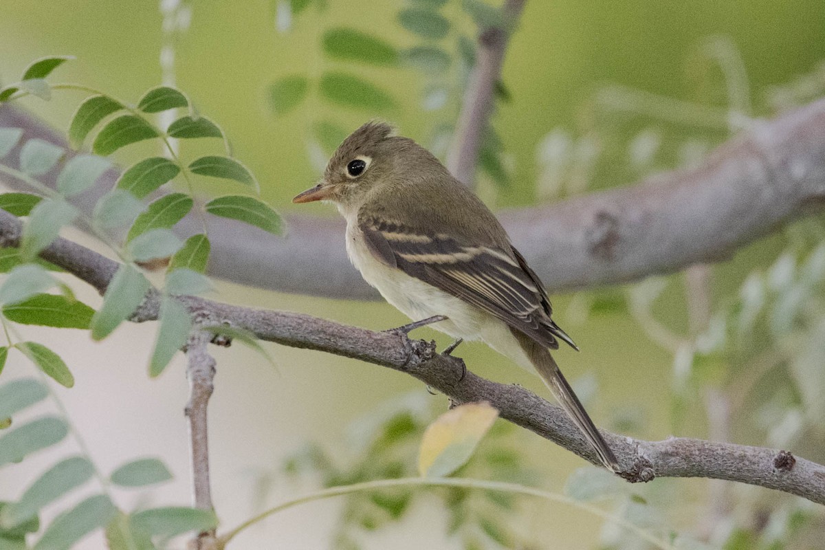 Western Flycatcher - ML623969849