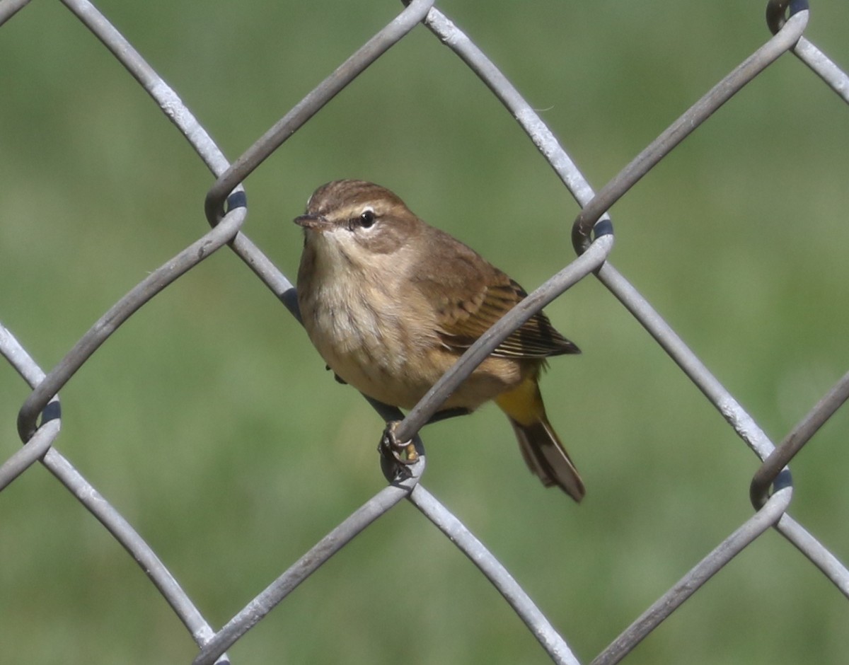 Palm Warbler - ML623969850