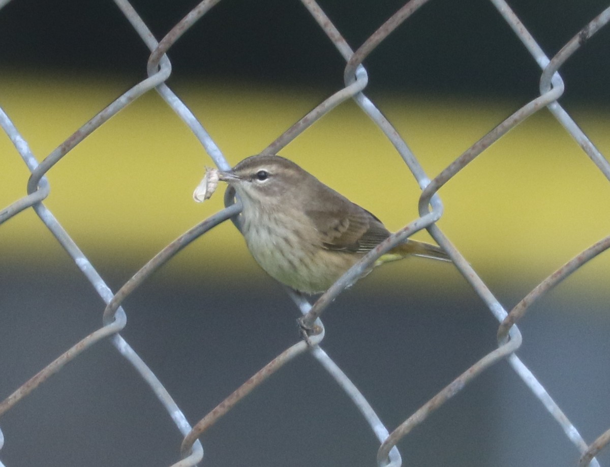 Palm Warbler - ML623969851