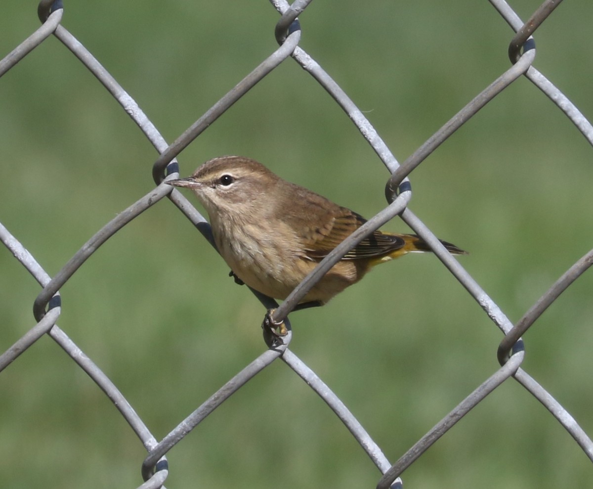 Palm Warbler - Bobby Brown