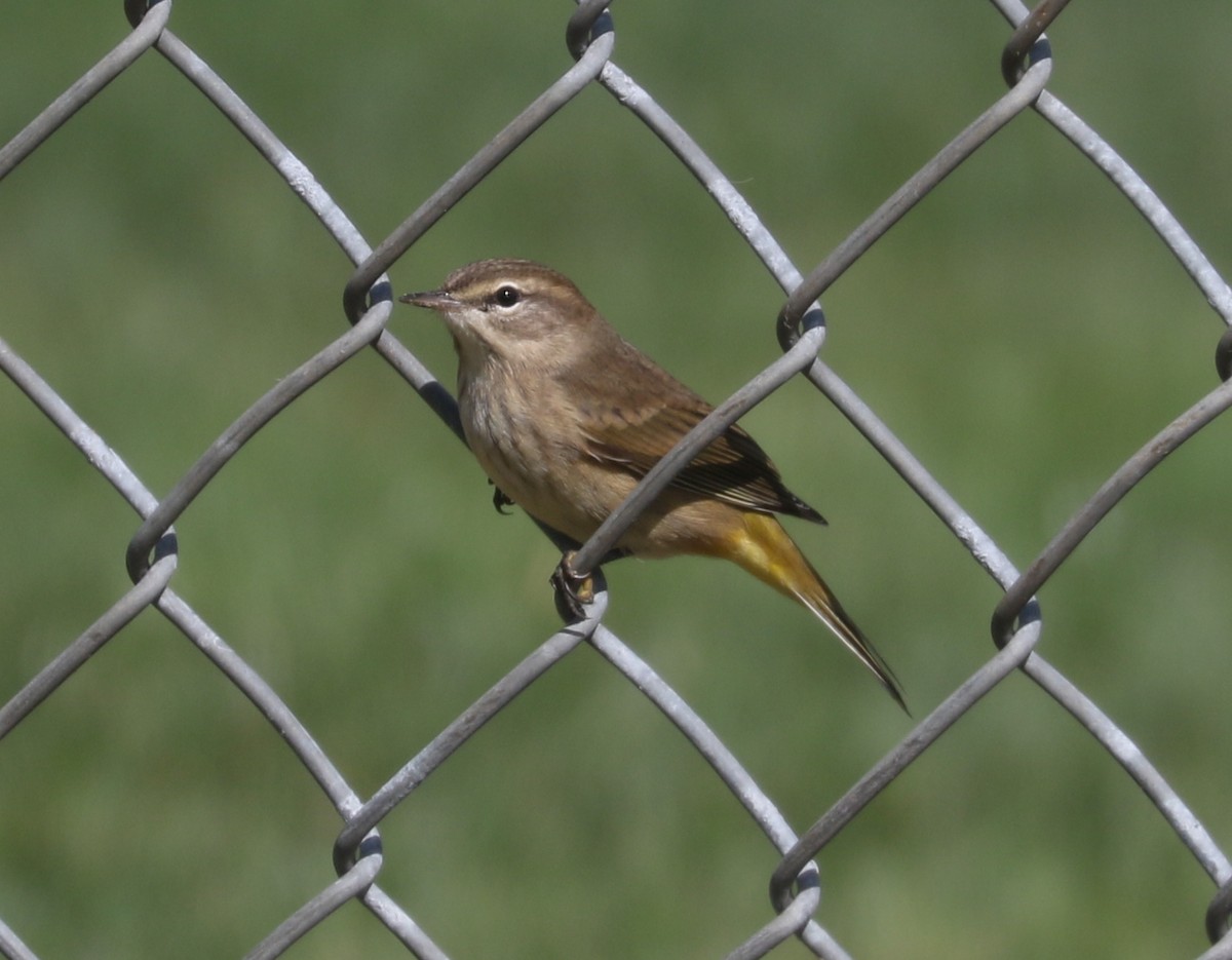 Palm Warbler - ML623969853