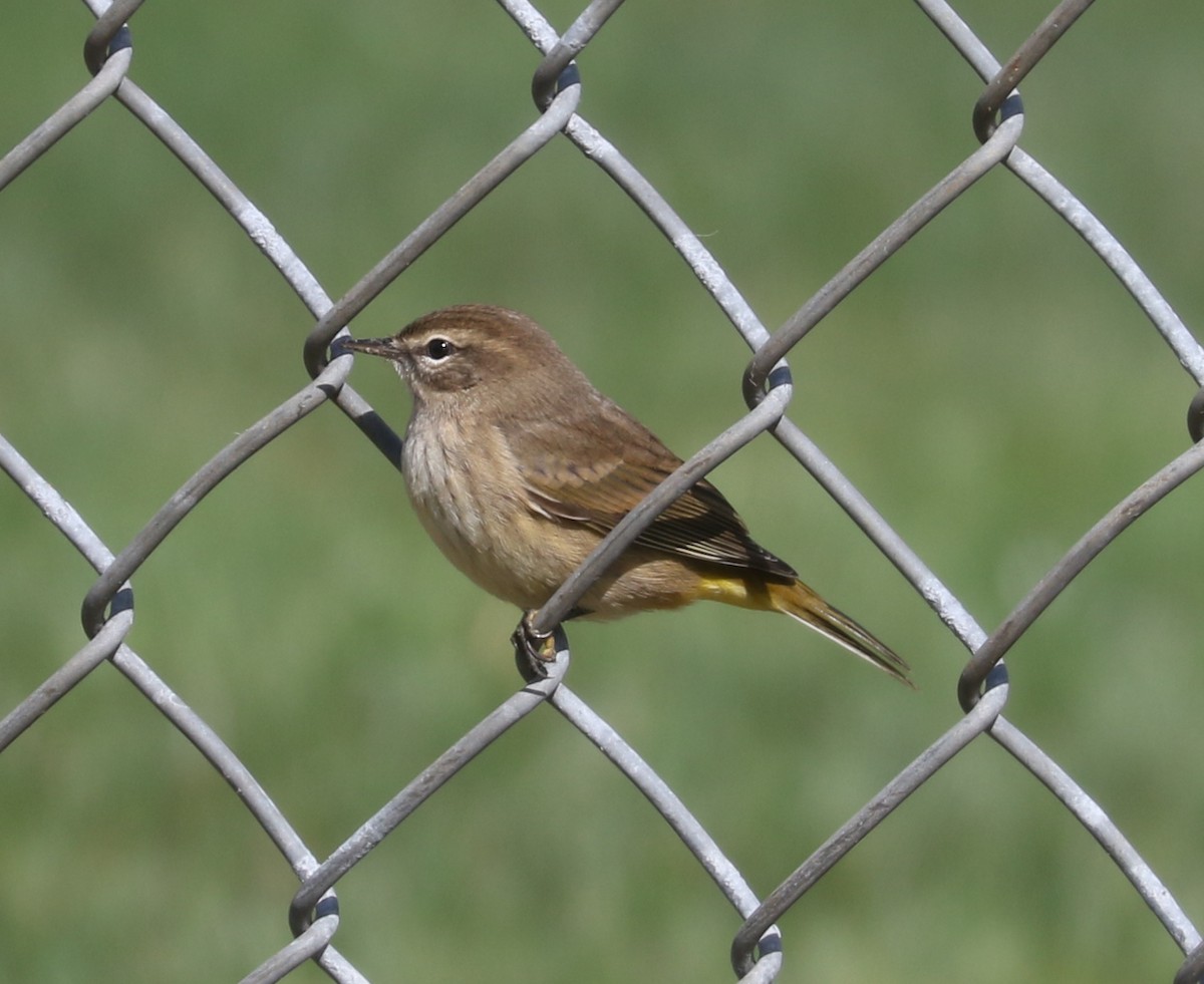 Palm Warbler - ML623969854