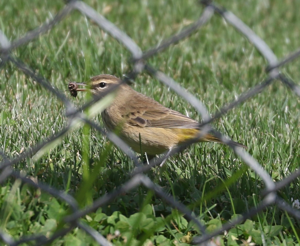 Palm Warbler - ML623969855