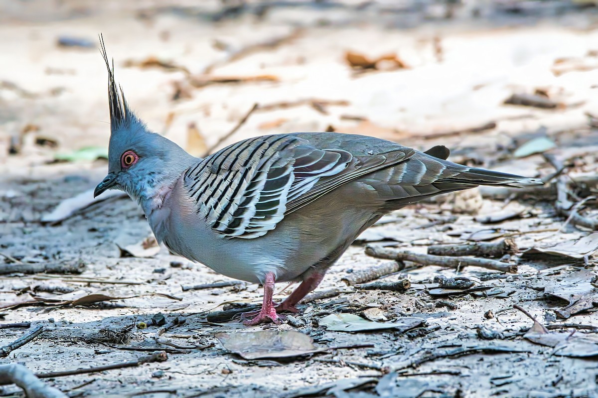 Crested Pigeon - ML623969856