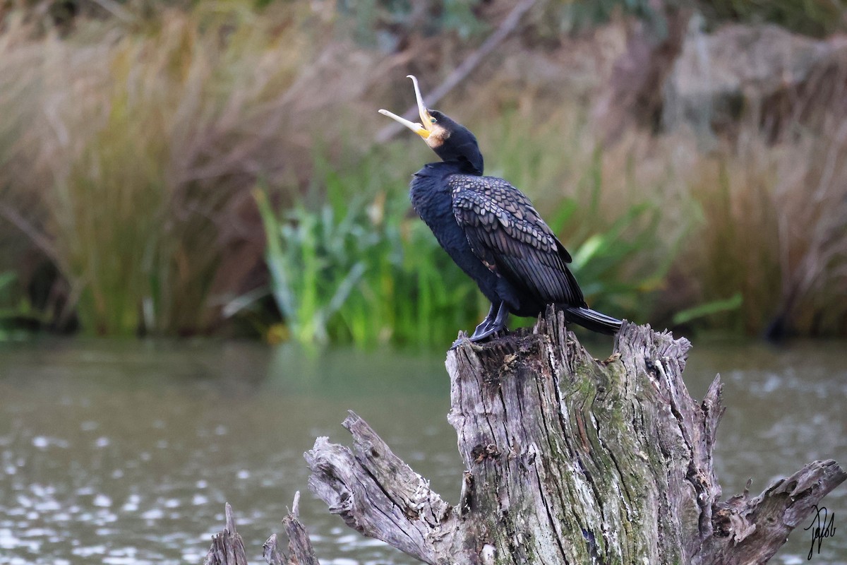 Great Cormorant - Jacob De Leo