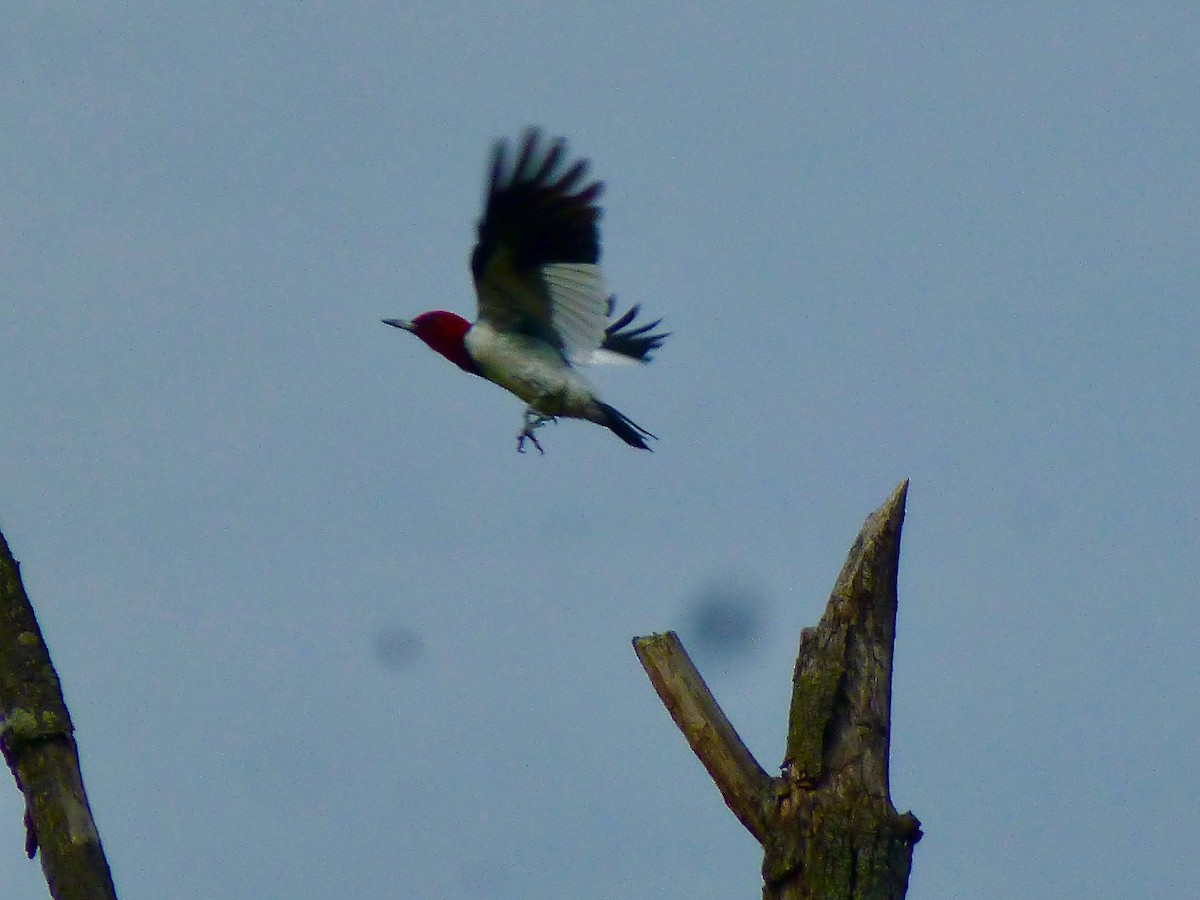 Red-headed Woodpecker - ML623969858