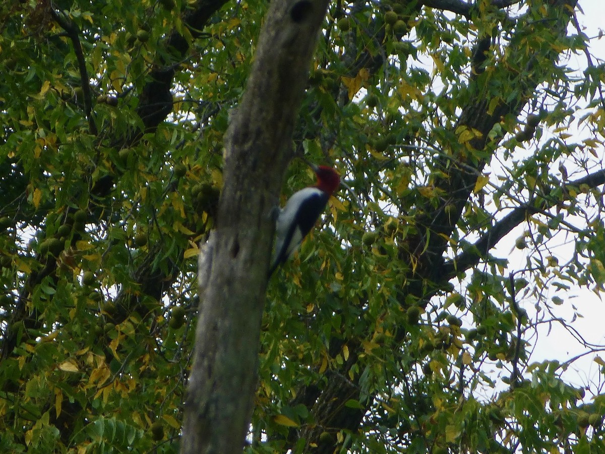 Red-headed Woodpecker - ML623969860