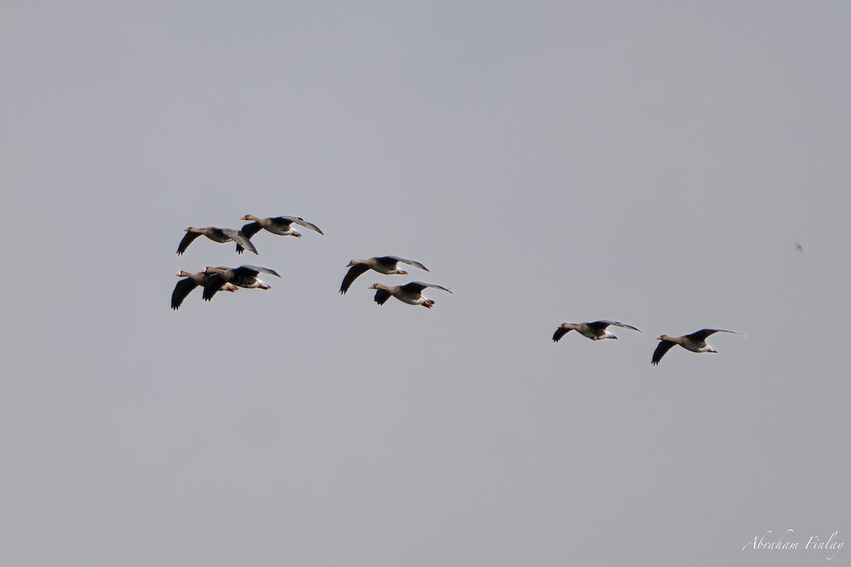 Greater White-fronted Goose - ML623969861