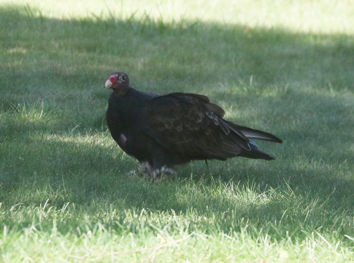 Turkey Vulture - ML623969862