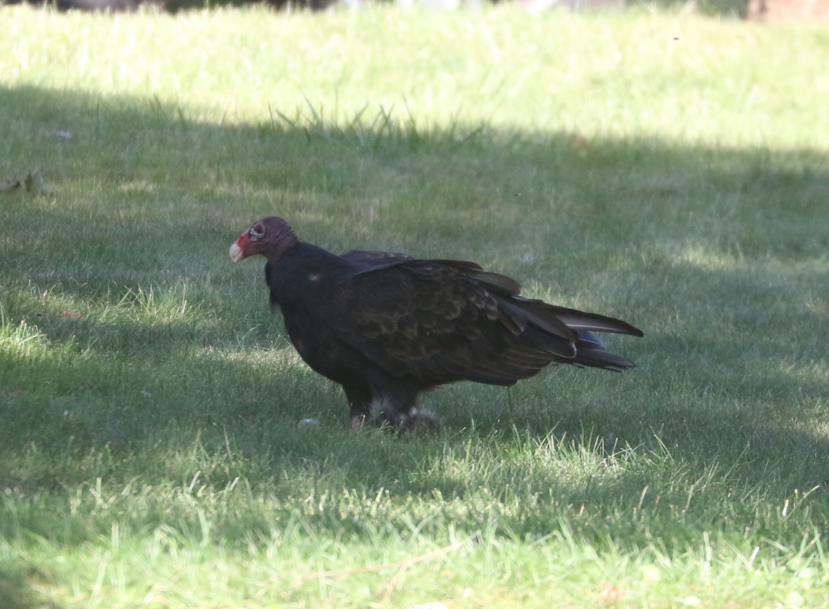 Turkey Vulture - ML623969863