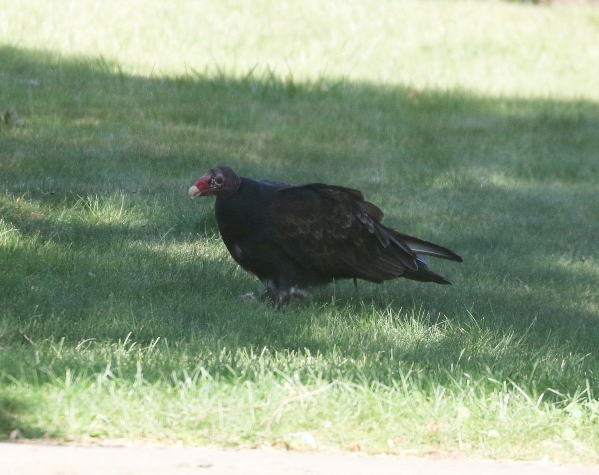 Turkey Vulture - ML623969864