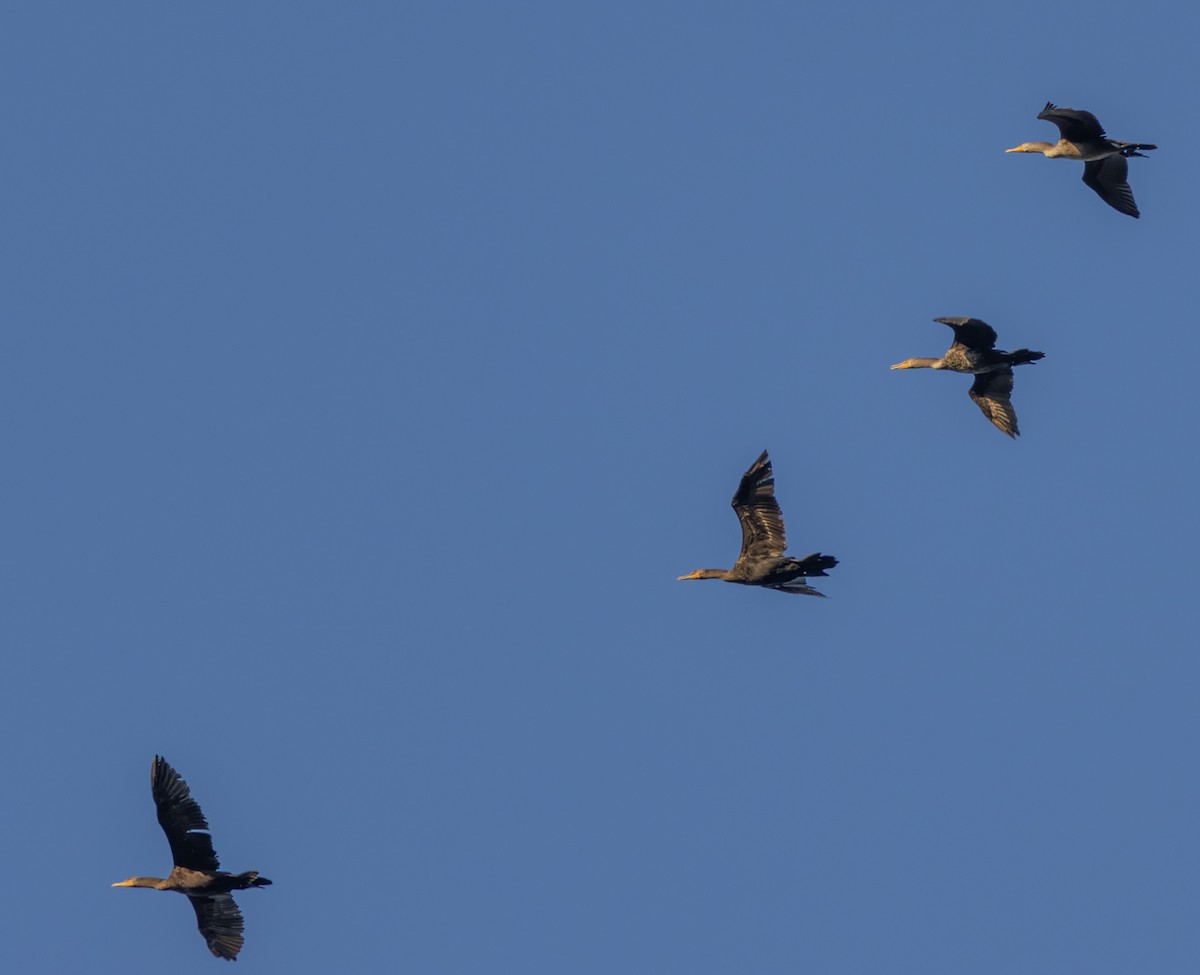 Double-crested Cormorant - ML623969865