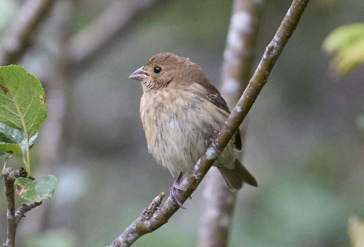 Indigo Bunting - ML623969866