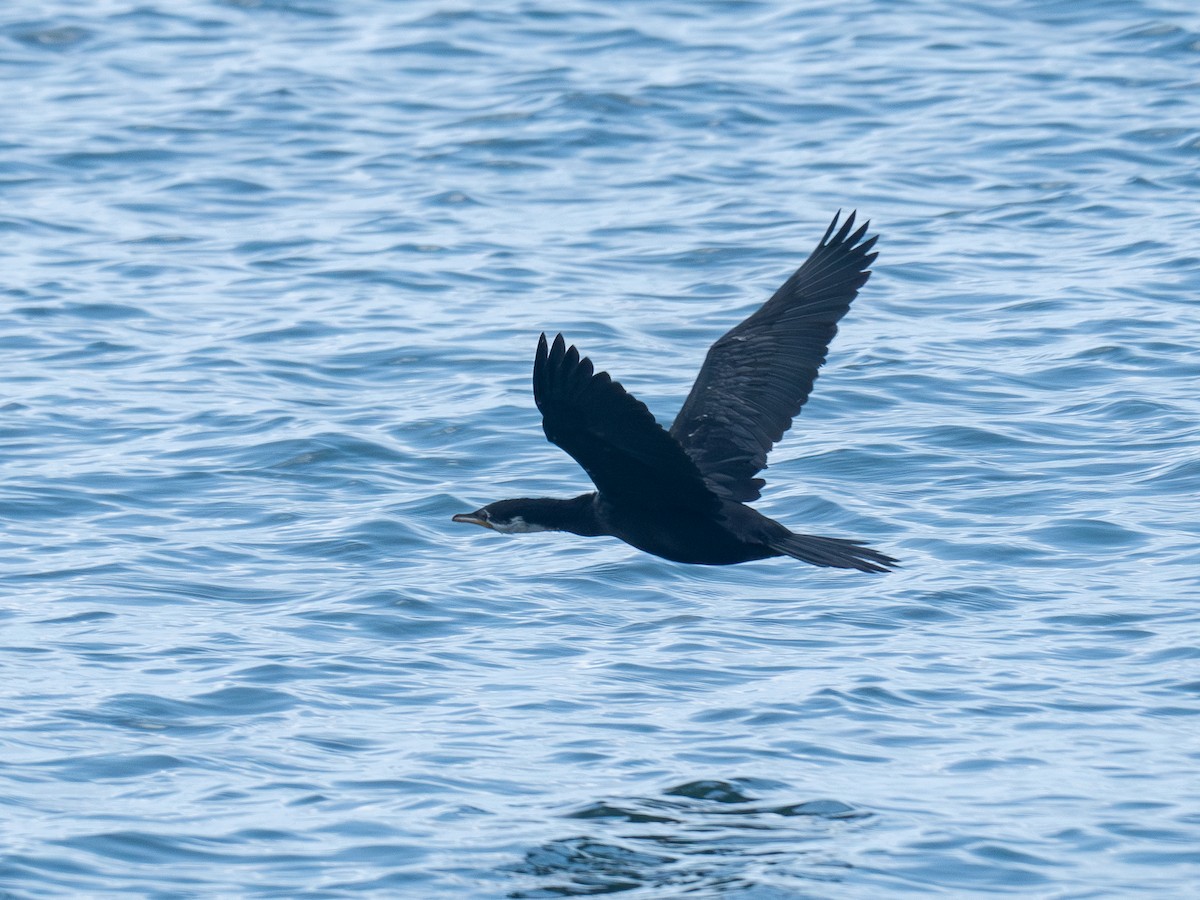 Little Pied Cormorant - Mike Bickerdike