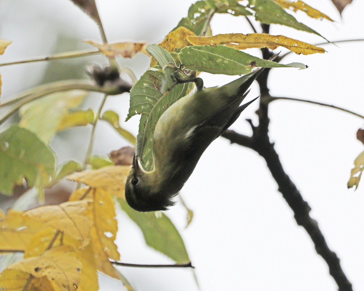 Tennessee Warbler - ML623969870