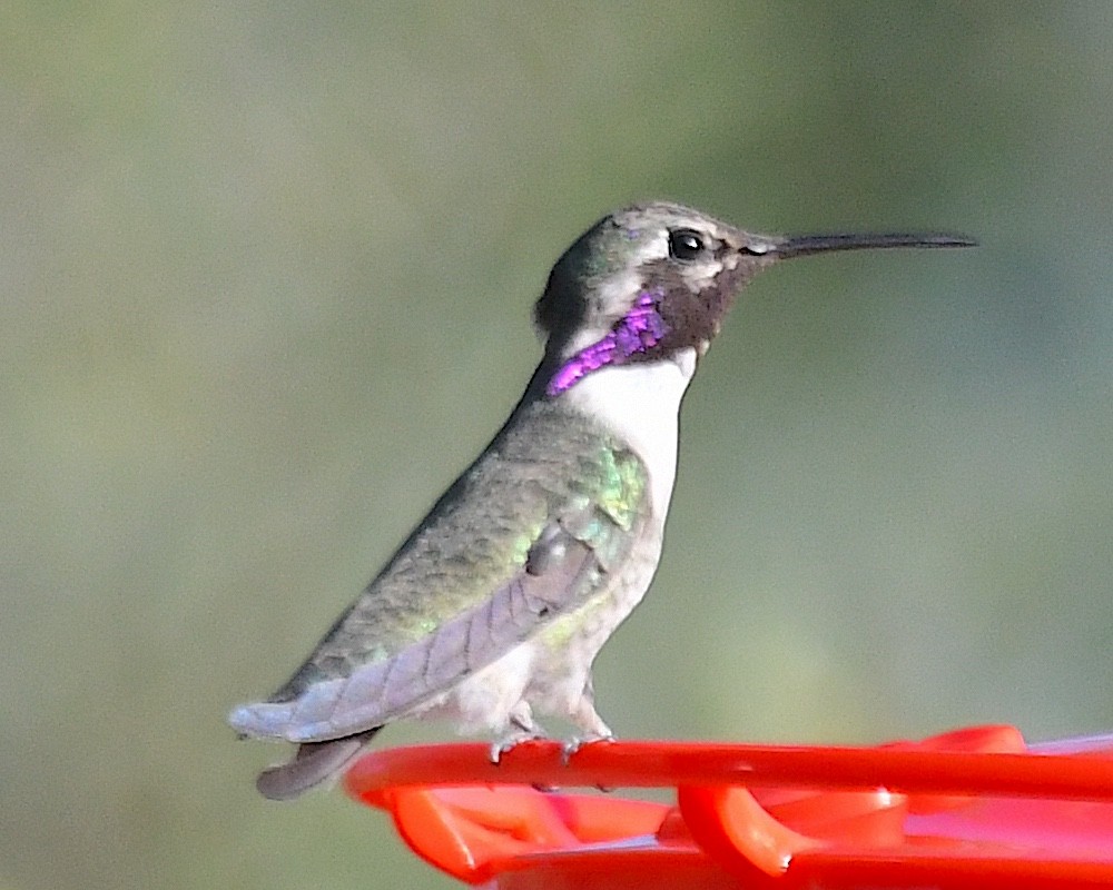 Costa's Hummingbird - ML623969872