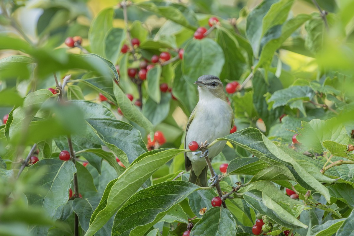 Red-eyed Vireo - Liz Pettit