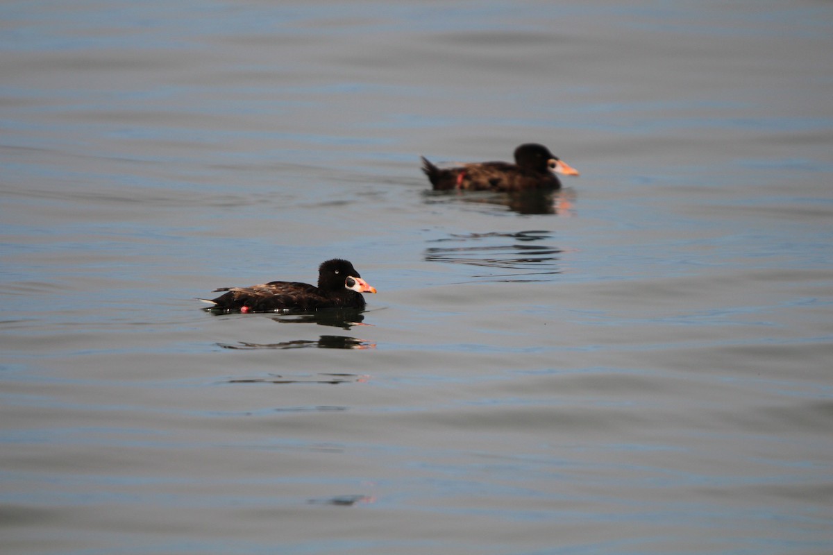 Surf Scoter - ML623969901