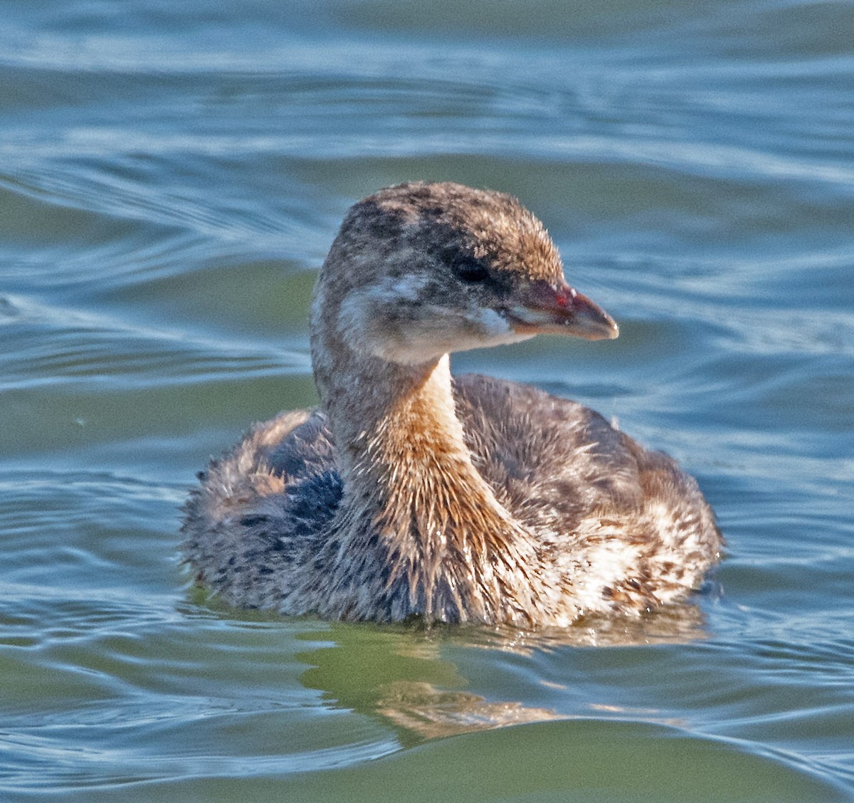 Pied-billed Grebe - ML623969907