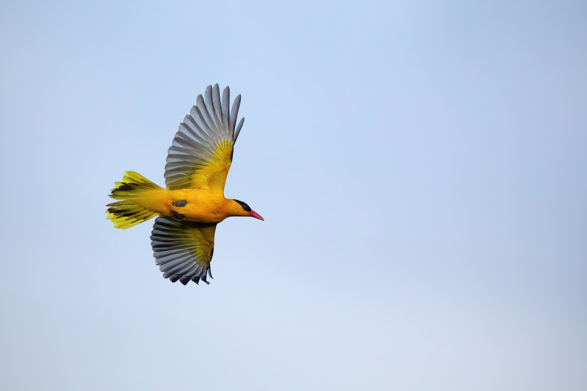 Black-naped Oriole (Sulawesi) - ML623969917