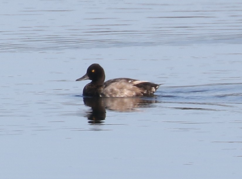 Lesser Scaup - ML623969942