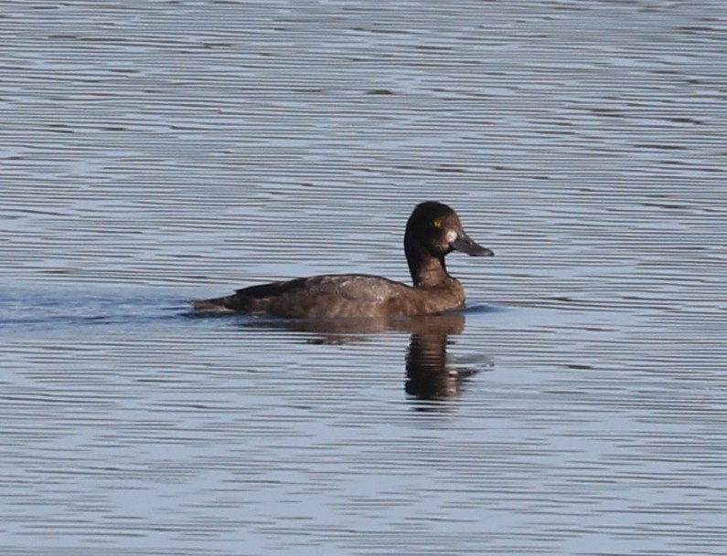 Lesser Scaup - ML623969943