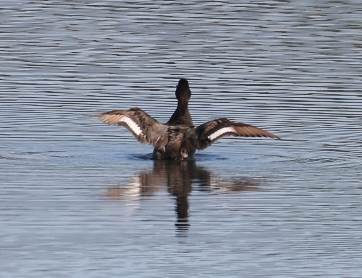 Lesser Scaup - ML623969944