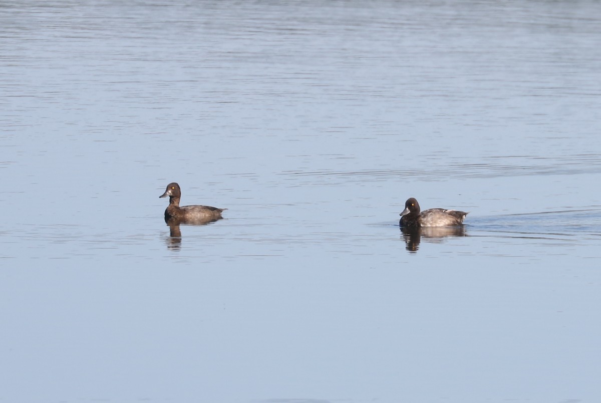 Lesser Scaup - ML623969945