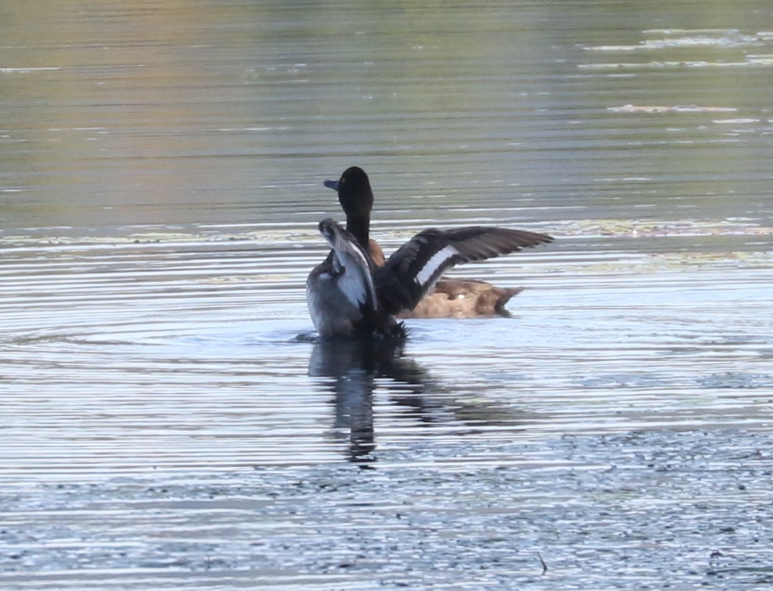 Lesser Scaup - ML623969946