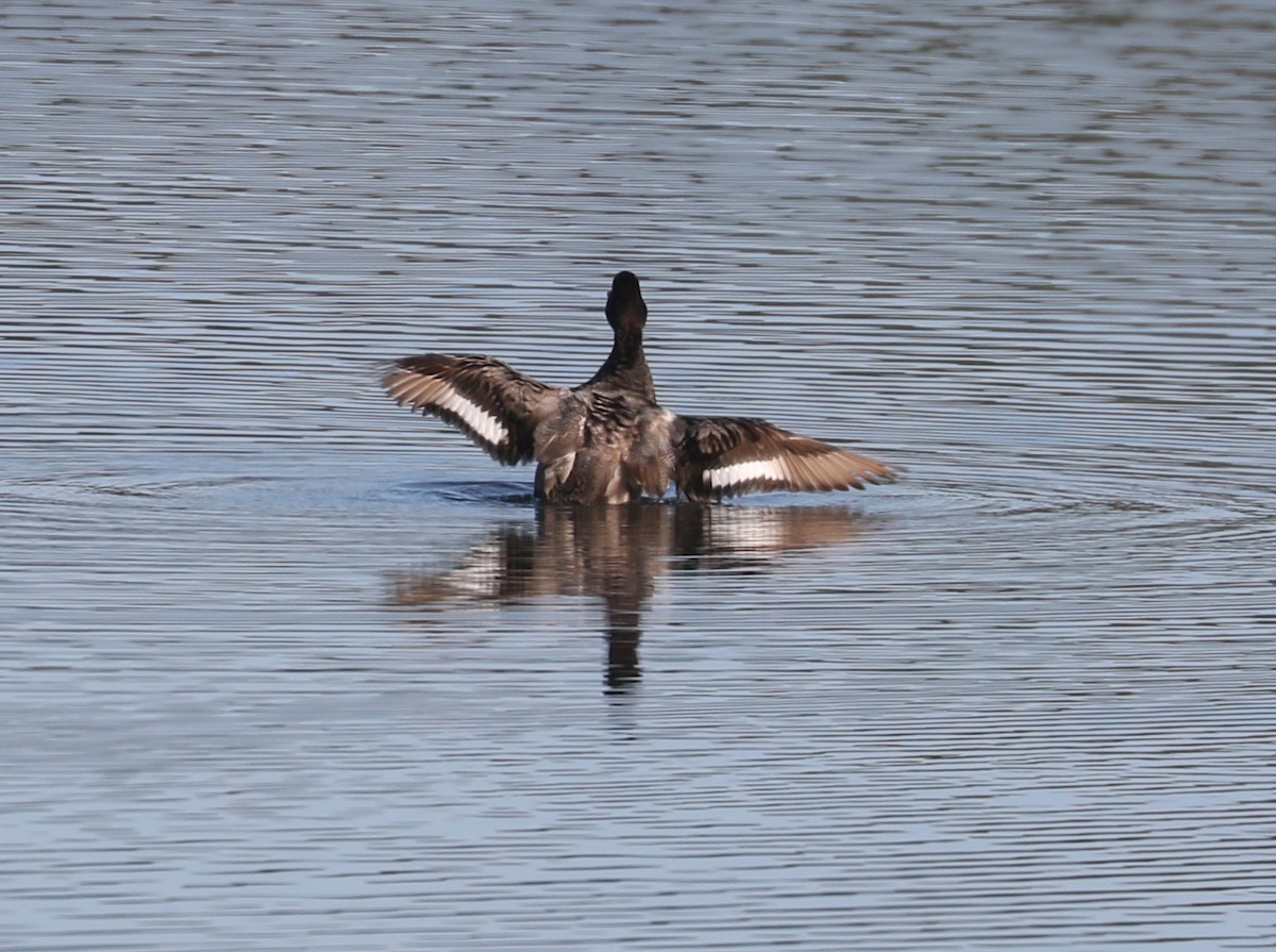 Lesser Scaup - ML623969947