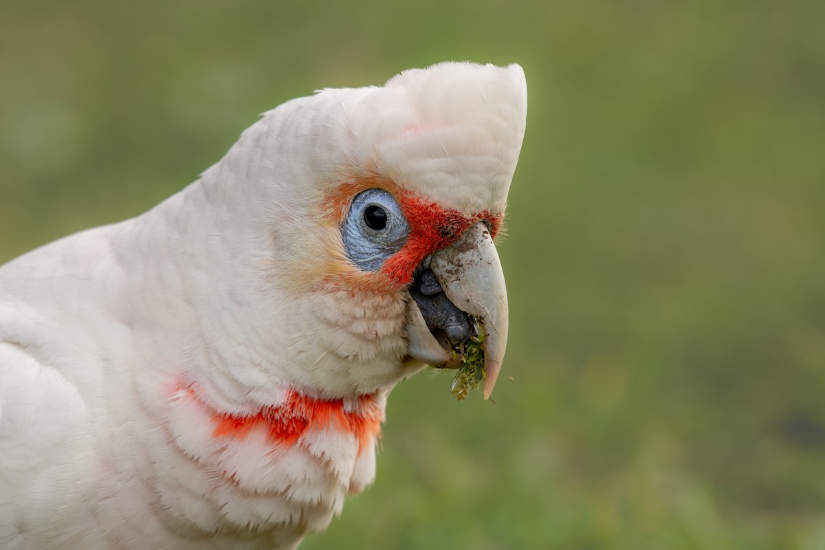 Long-billed Corella - ML623969950