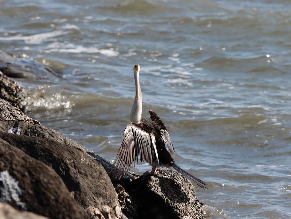 Anhinga d'Australie - ML623969971